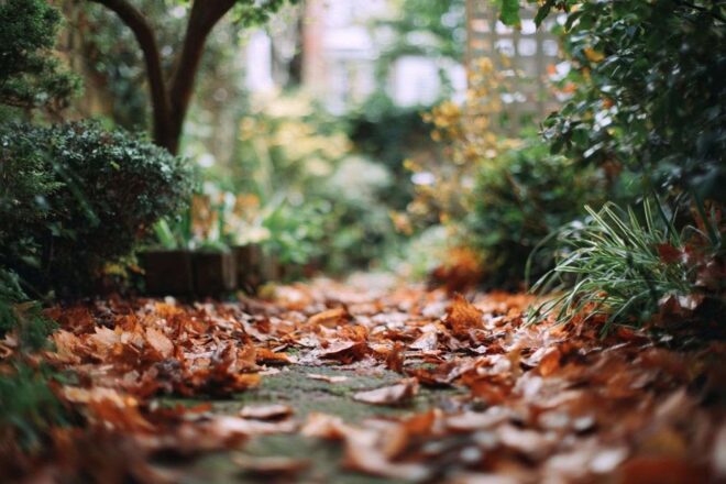 Jardin verdoyant en automne
