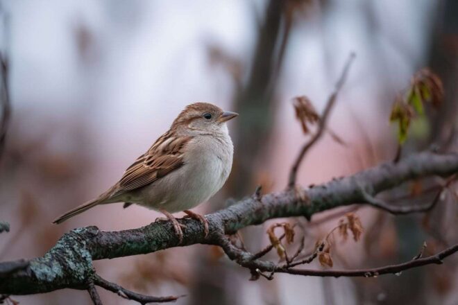 Perchoir unique pour oiseaux