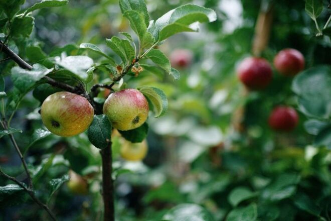 Pommier colonnaire Élancé dans verger
