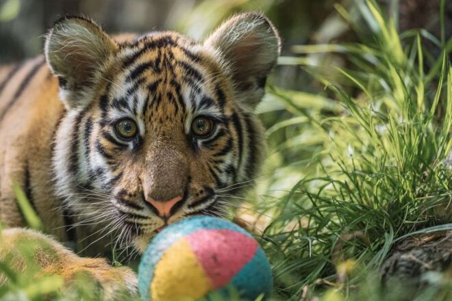 Tigre bengal jouant avec un ballon