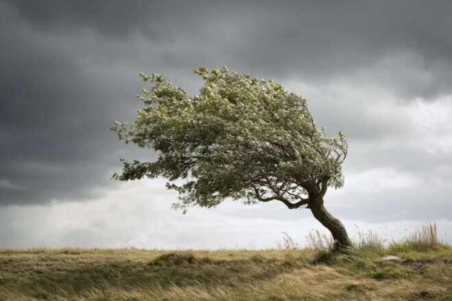 Un arbre pliant dans le vent