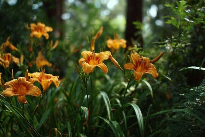 Vue latérale des hémérocalles en fleurs