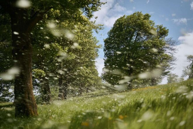 Arbres dans un champ vert vibrant