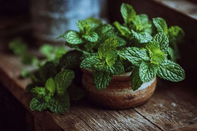 Gros plan de feuilles de menthe vertes vibrantes dans un pot rustique