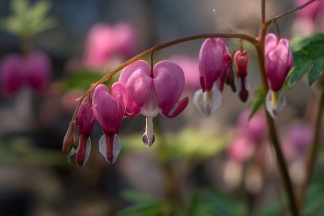 Gros plan de fleurs de dicentra en pleine floraison