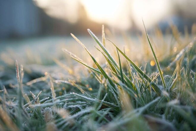 Gros plan de l herbe givrée scintillant au soleil du matin