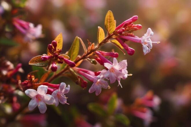 Gros plan des fleurs d abelia délicates