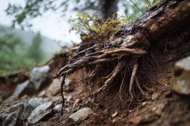 Gros plan d un arbuste déraciné