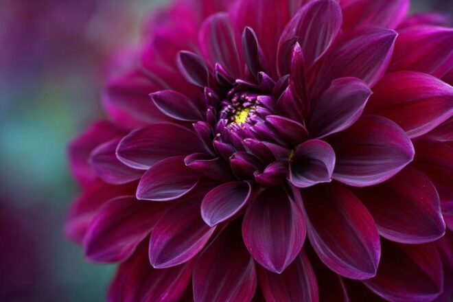 Gros plan d un dahlia bordeaux en pleine floraison
