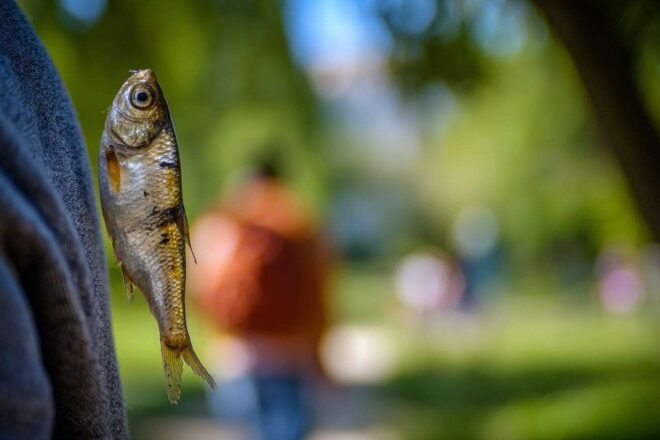 Poisson farceur en suspens