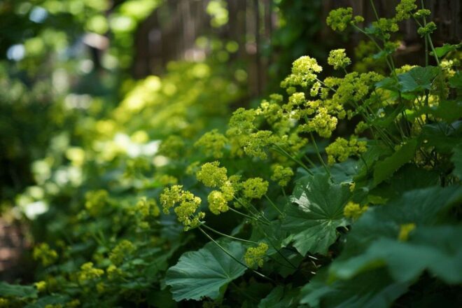 Vue pittoresque d un coin de jardin ombragé