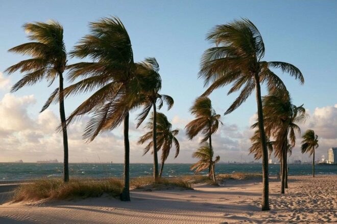 Arbres tropicaux au bord de mer