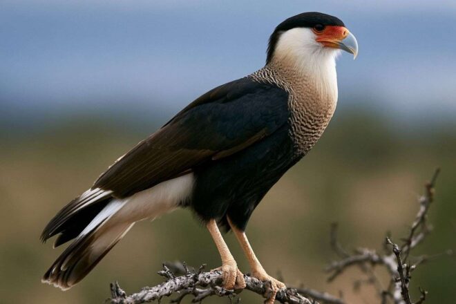 Caracara à gorge blanche en gros plan