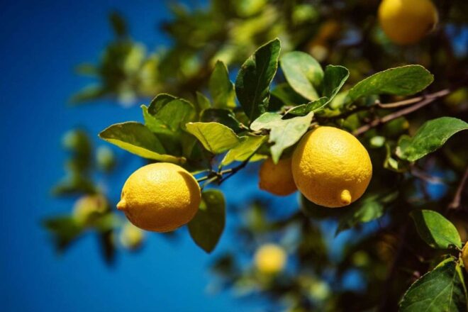Citronnier et ciel bleu