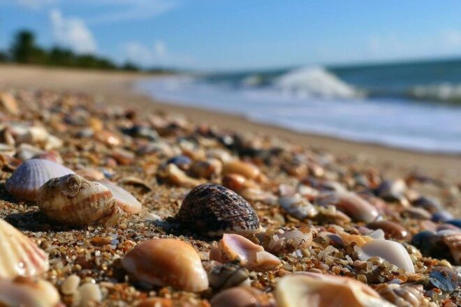 Coquillages sur le sable d une plage brésilienne