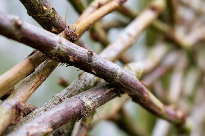 Écran d intimité de jardin en branchage
