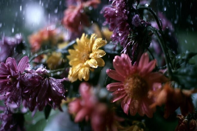 Gouttelettes de pluie sur fleurs fraîches