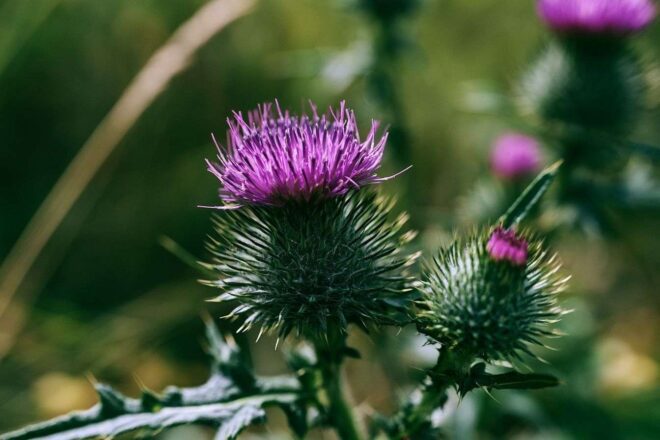 Gros plan de fleur de chardon