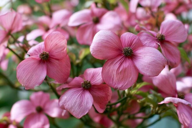 Gros plan de fleurs de cornus rose vif
