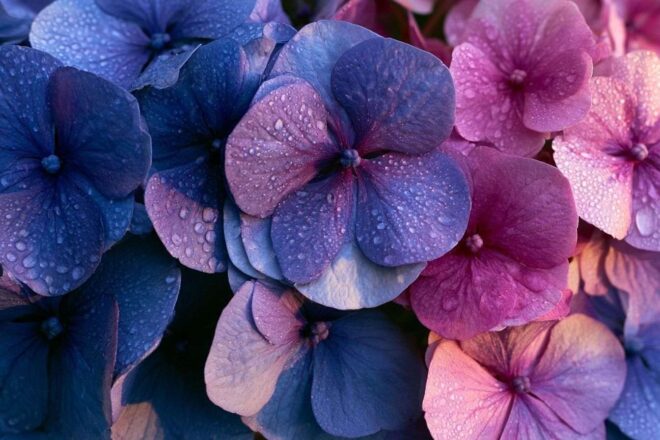 Gros plan de fleurs d hortensia vibrantes