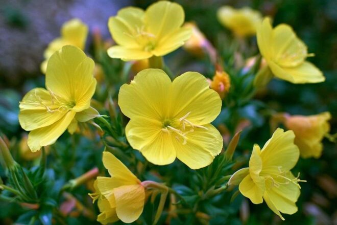 Gros plan de fleurs d onagre en soirée
