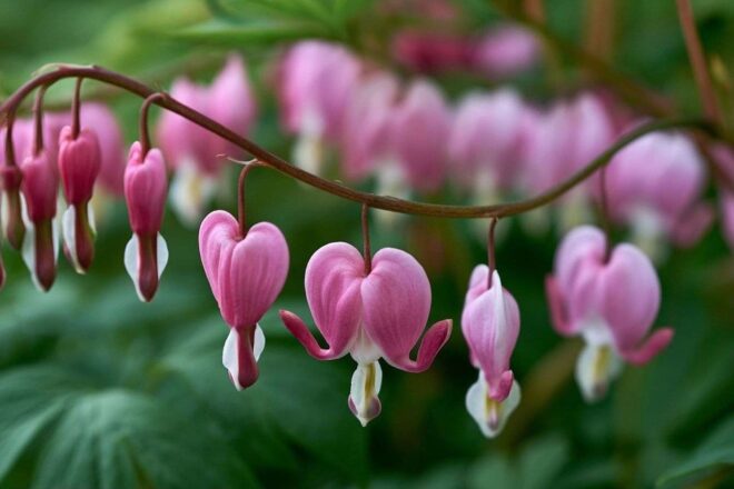 Gros plan de fleurs roses et blanches de lamprocapnos spectabilis