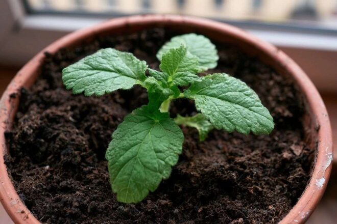 Gros plan d une plante en pot
