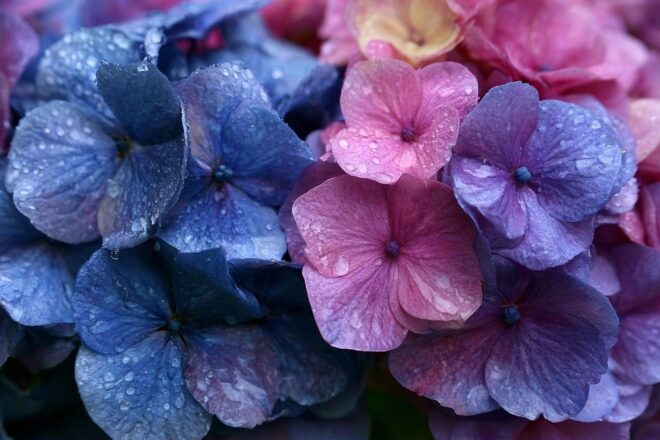 Gros plan sur des fleurs colorées d hortensia