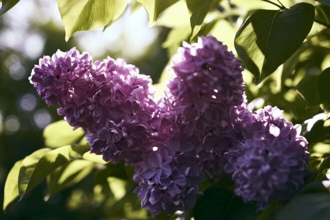 Jardin paisible avec fleurs de lilas sous lumière filtrée
