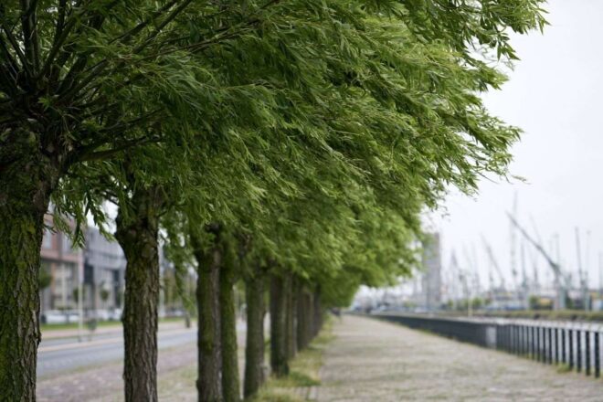 Les arbres sous le vent puissant