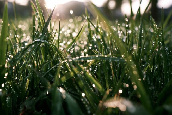 Rosée du matin sur herbe verte