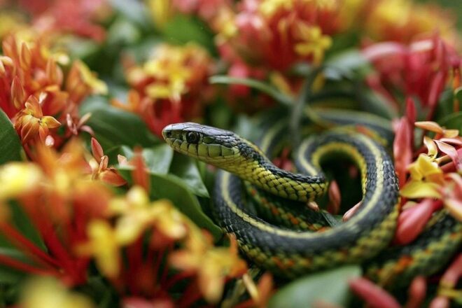 Serpent venimeux parmi les fleurs tropicales