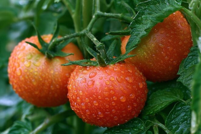 Tomates early girl mûres avec rosée