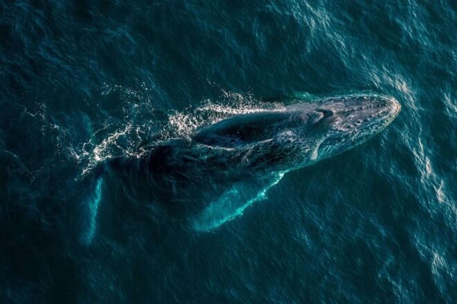 Vue aérienne de baleine majestueuse dans l océan