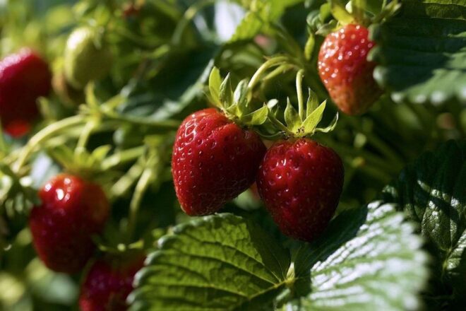 Fraises mûres en gros plan