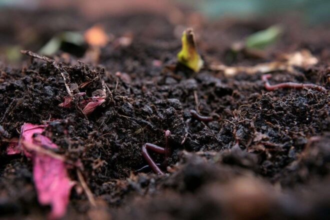 Gros plan de compost riche et sombre