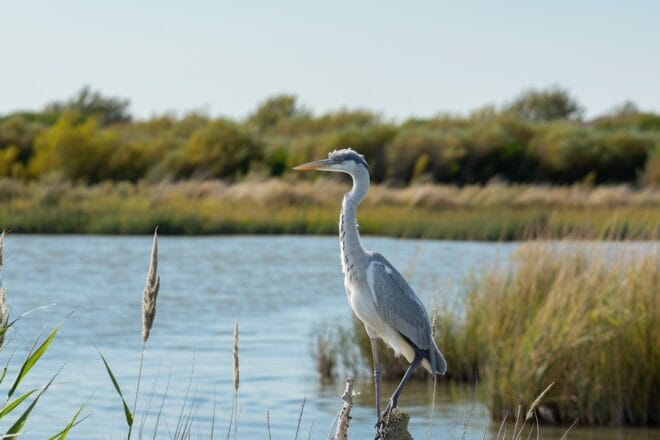 Illustration. Un héron en Camargue.