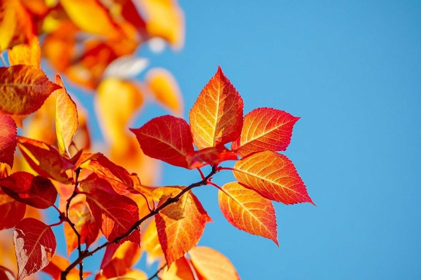 Gros plan de feuillage rouge et orange vibrant