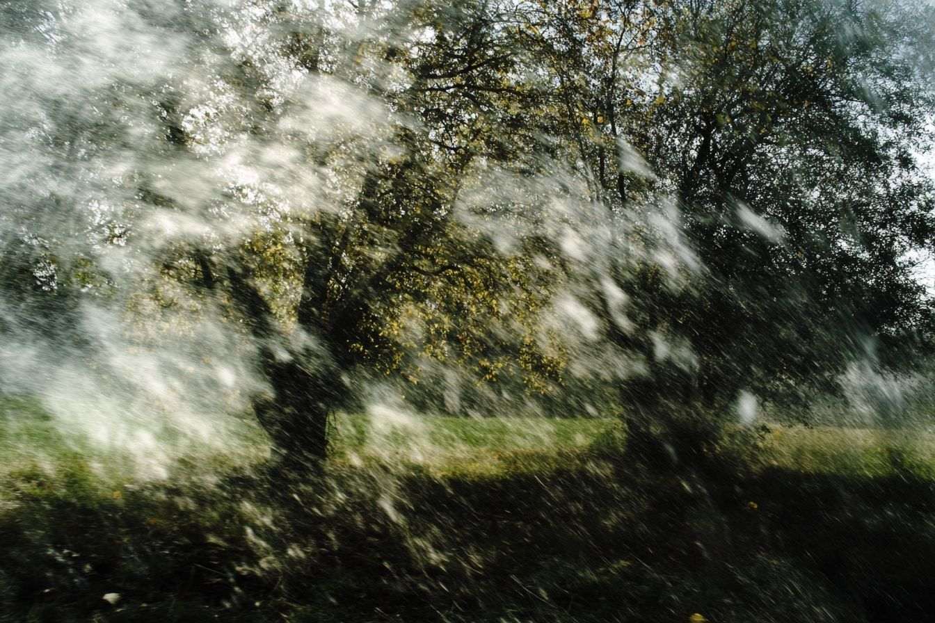 Arbres pliant sous vents