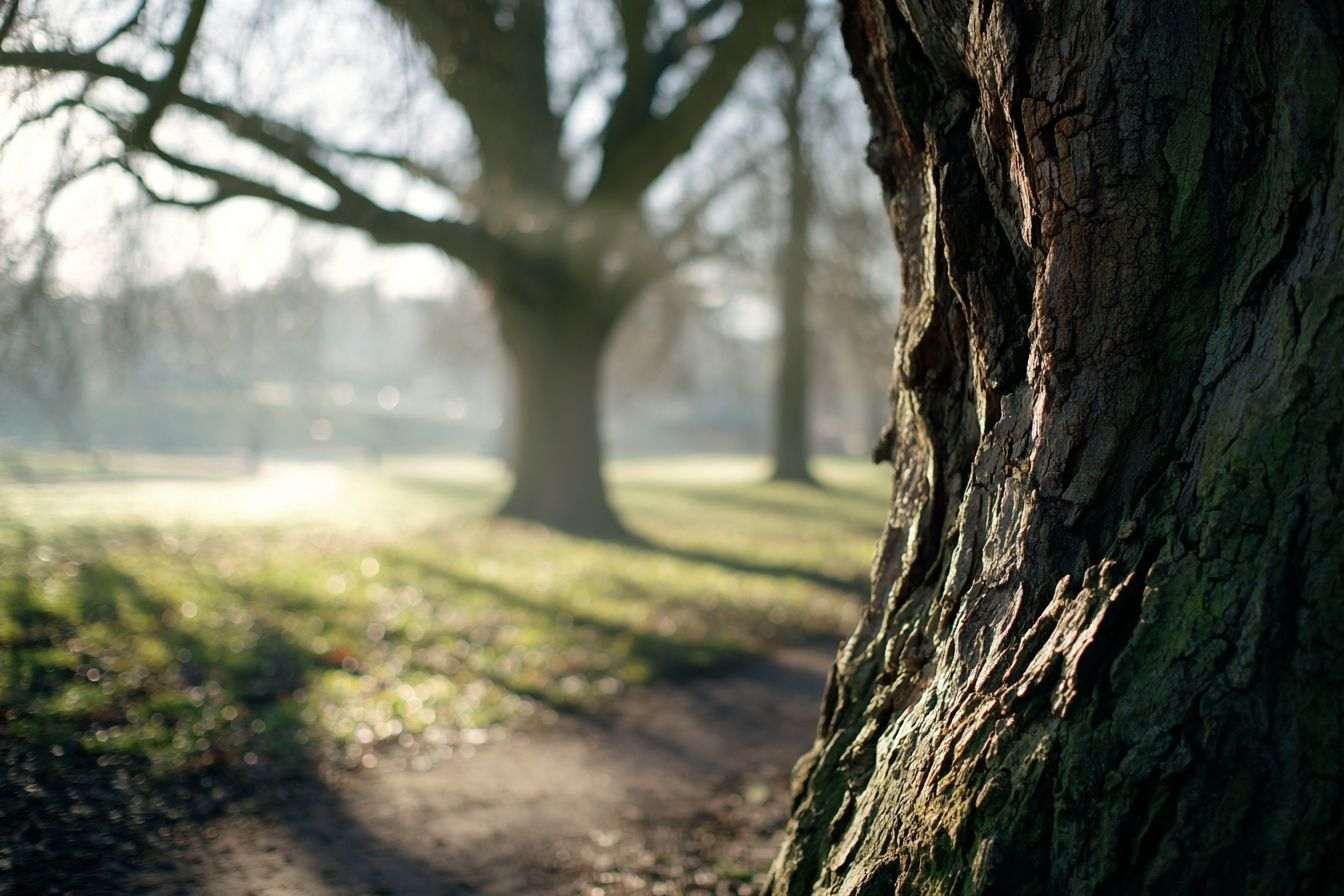 Lumière douce à travers les arbres dans un parc