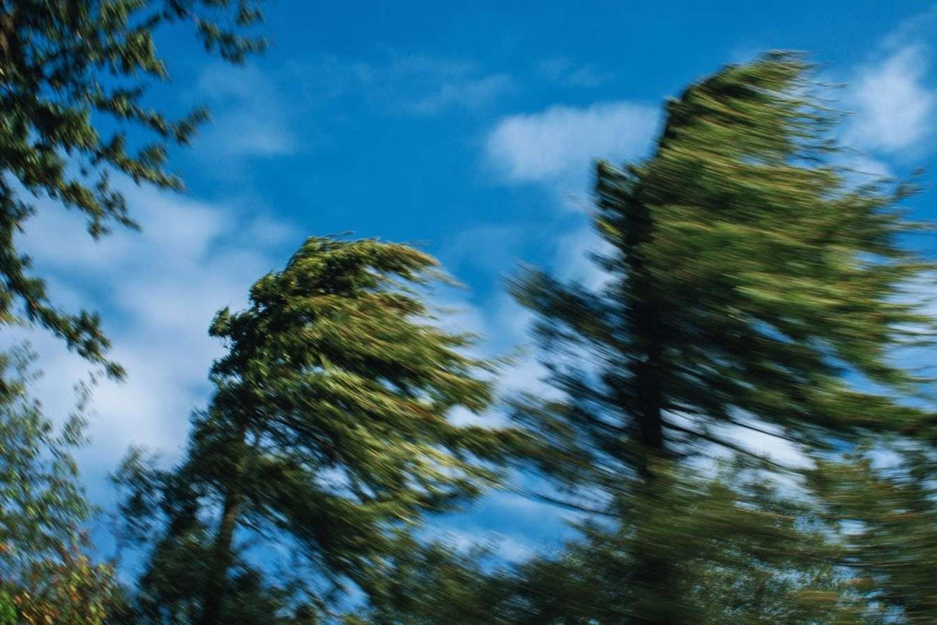 Arbres se balançant sous un ciel bleu éclatant