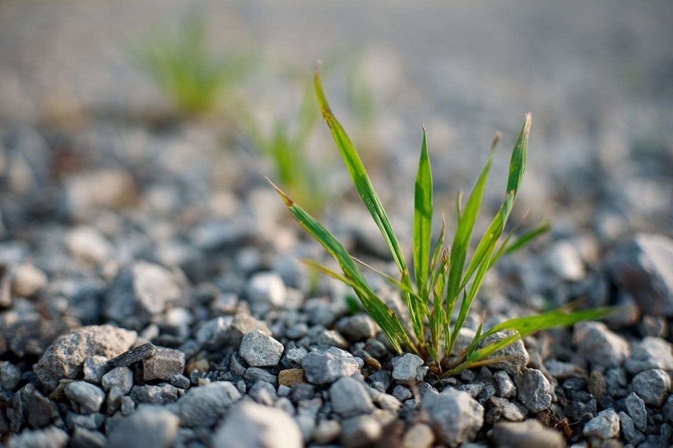 Gros plan de mauvaises herbes sortant du gravier