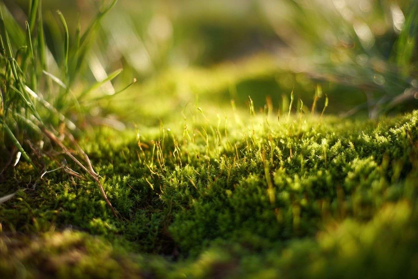 Gros plan de mousse verte sous la lumière douce du matin