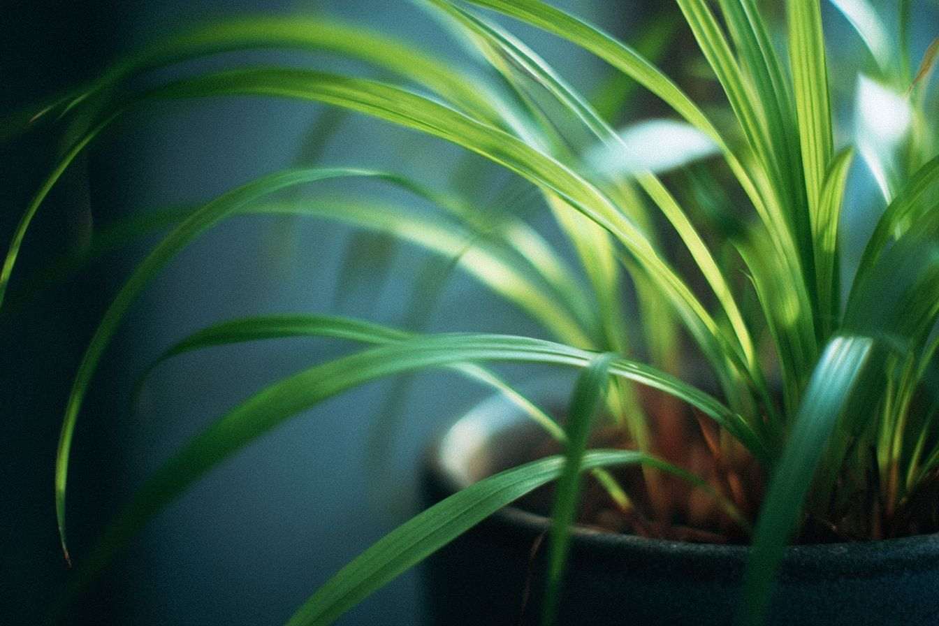 Gros plan d une herbe bichetii en pot
