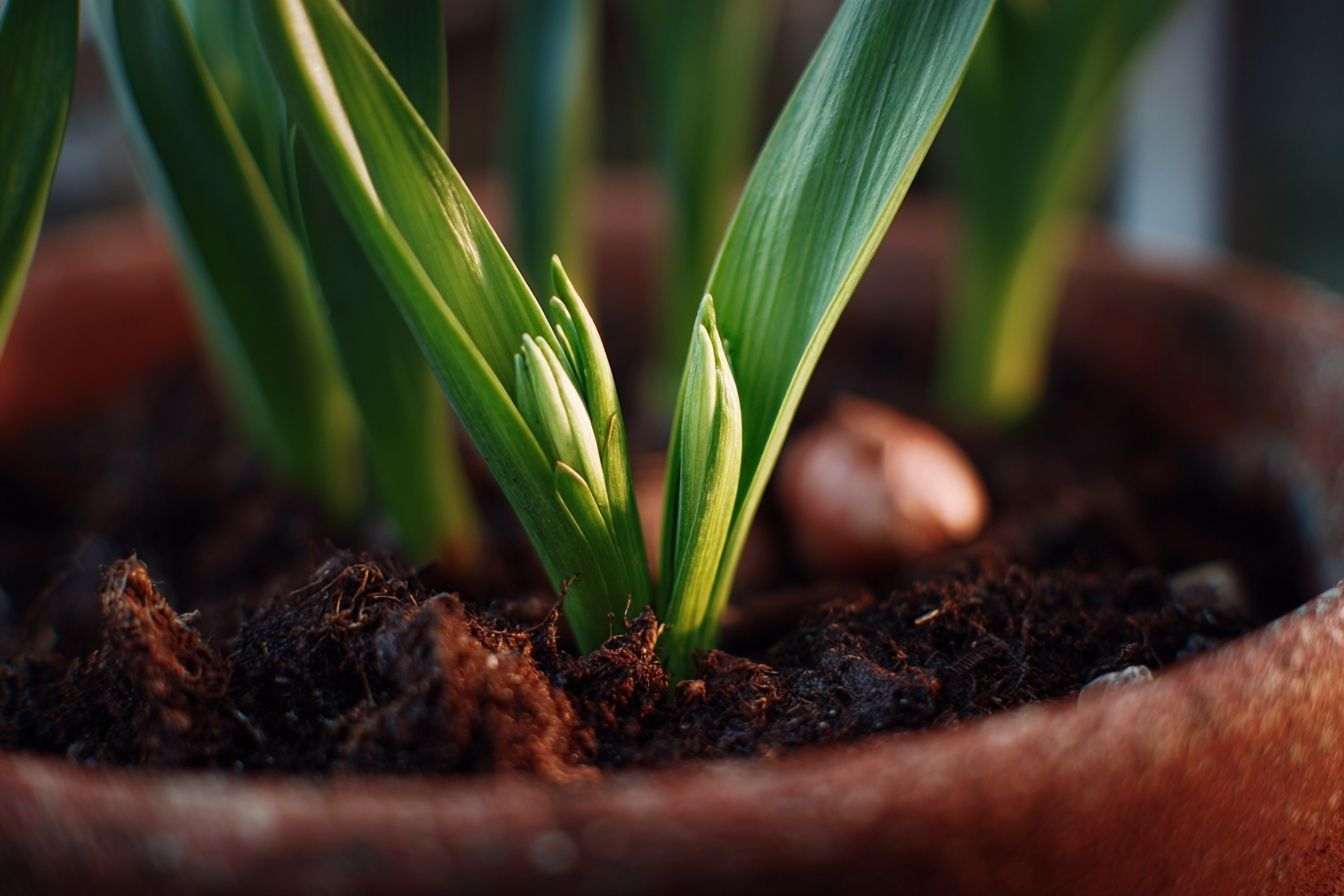 Germination de bulbe en pot