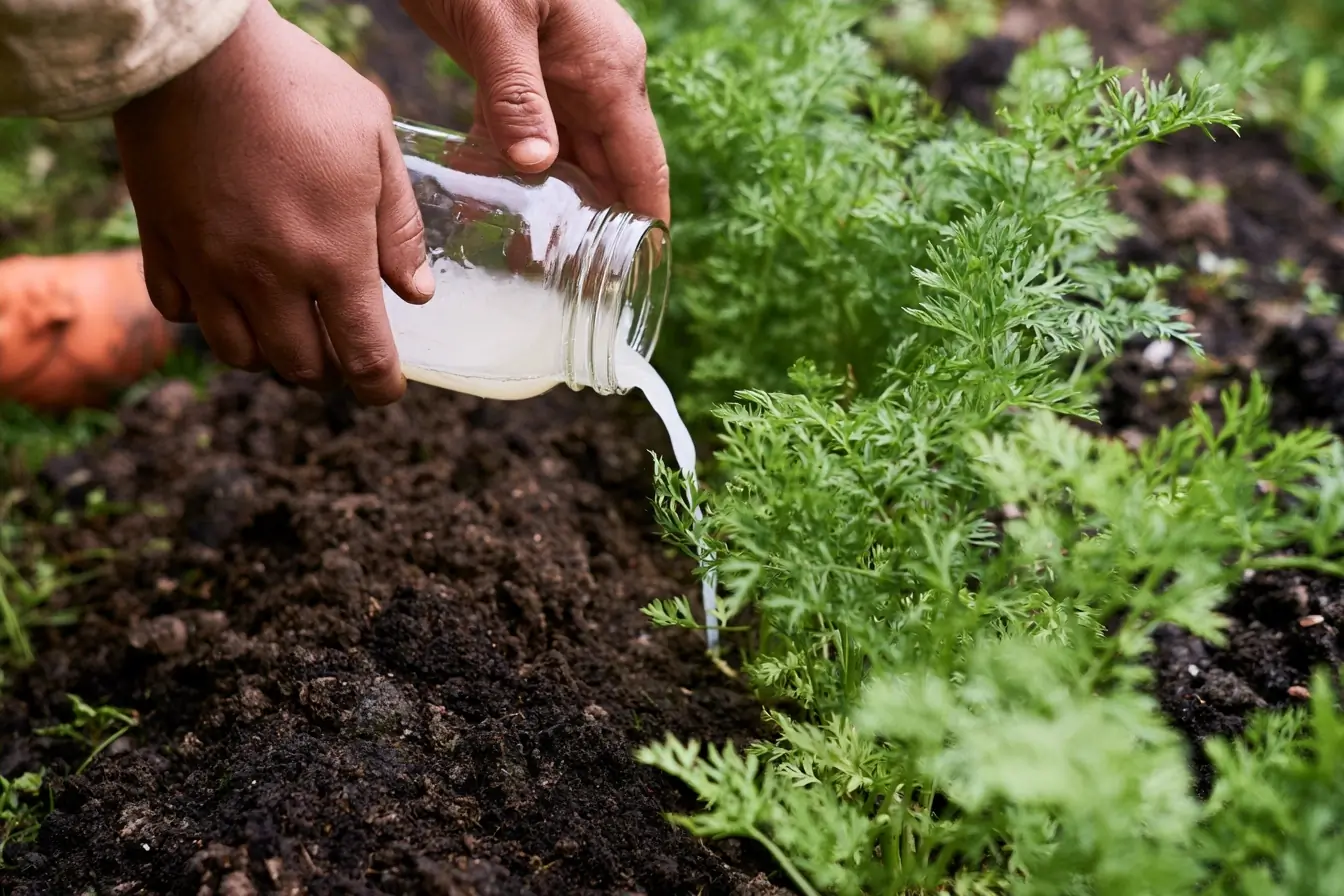 Mains versant de l’eau de riz aux carottes