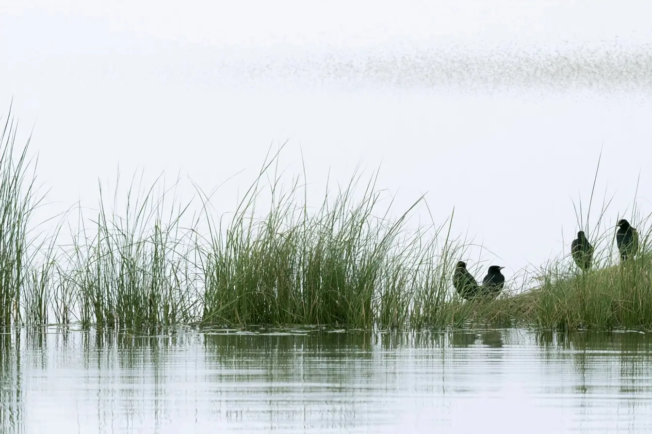 Oiseaux et moustiques pres d une eau ecossaise