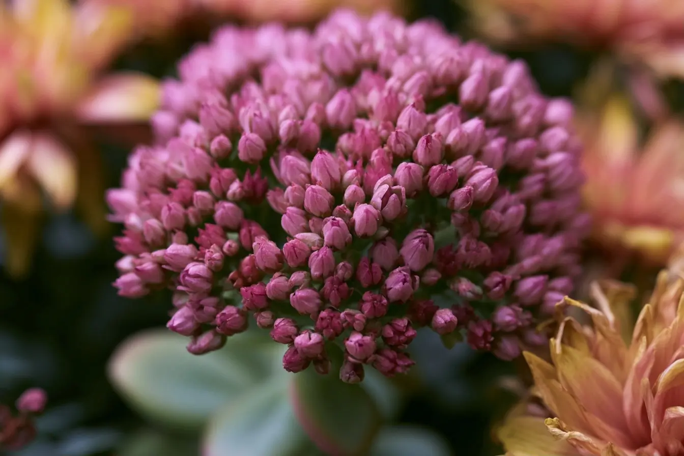 Fleurs de sedum en gros plan