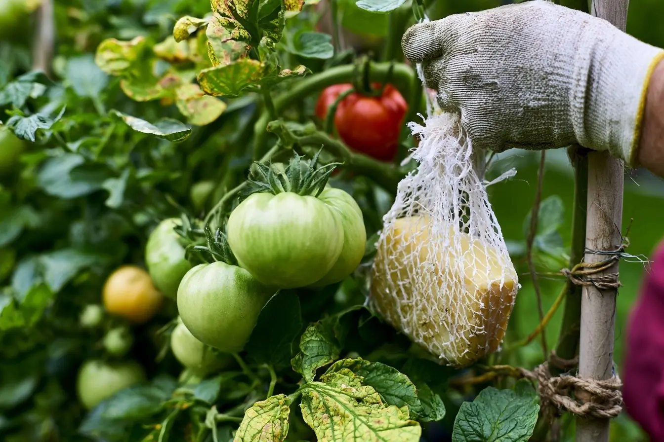 Savon suspendu près de plants de tomates