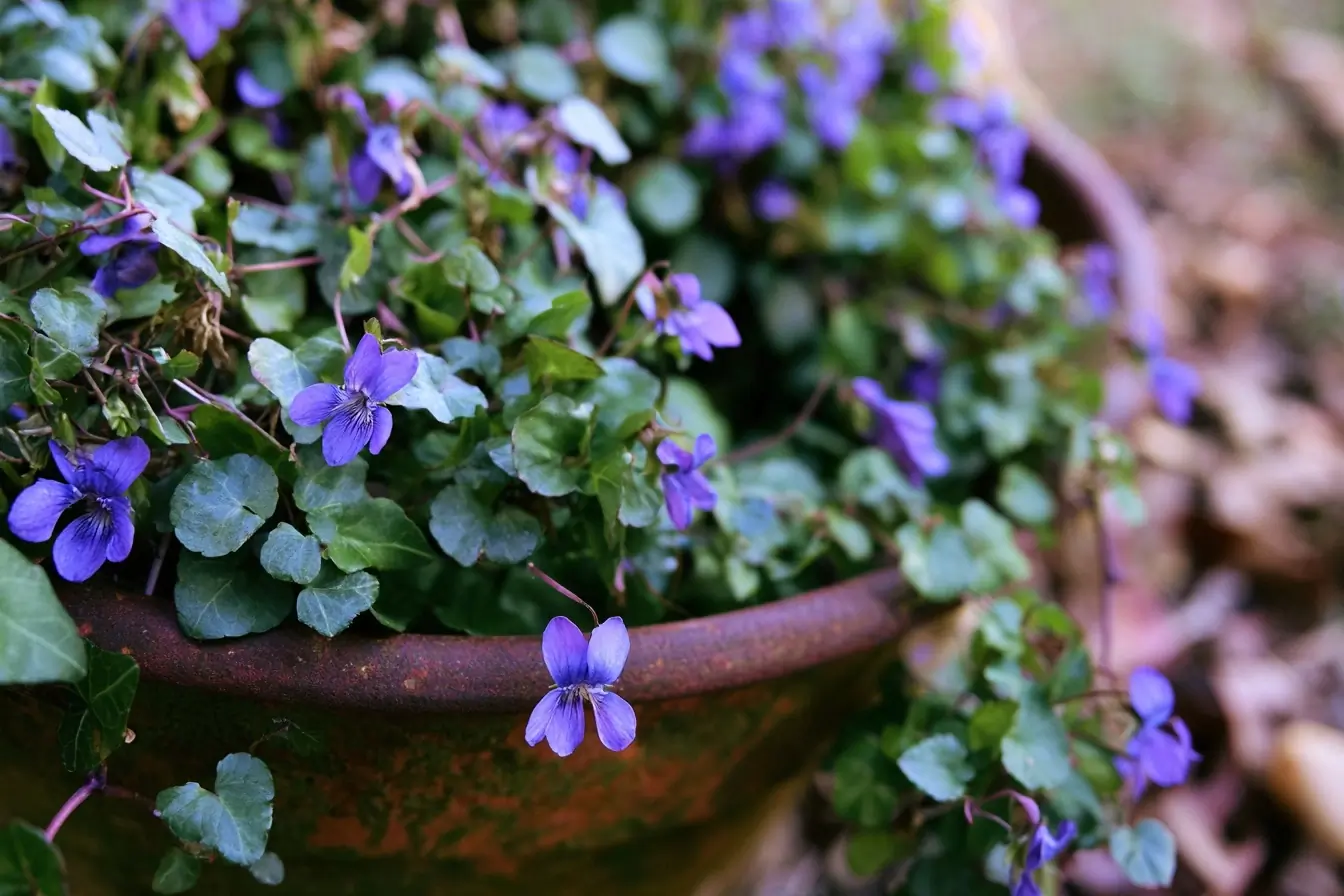 Fleurs de violette retombante en pot